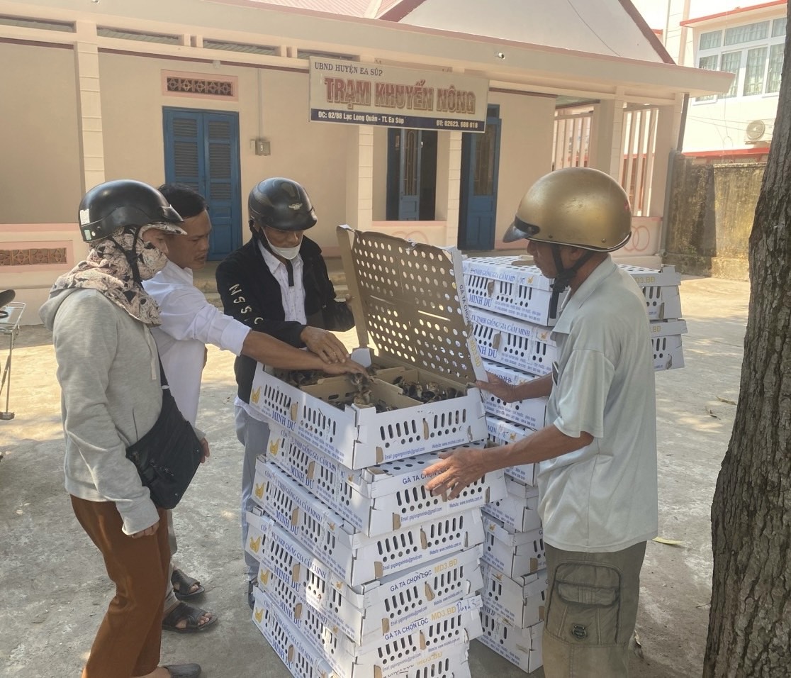 cán bộ khuyến nông huyện và hộ dân kiểm tra chất lượng giống gà trước khi bàn giao